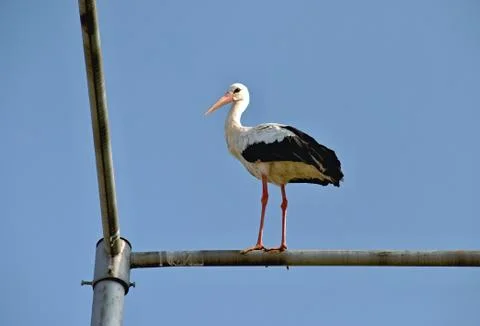 White stork Stock Photos