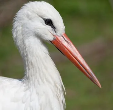 White stork Stock Photos