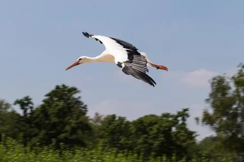 White Stork Foto stock