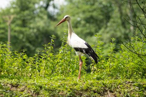 A white stork Stock Photos