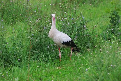 White stork Stock Photos