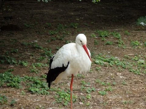 White stork Stock Photos