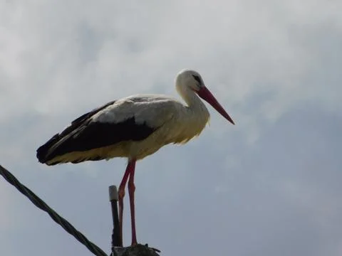 White stork Stock Photos