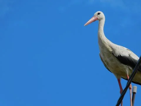 White stork Stock Photos