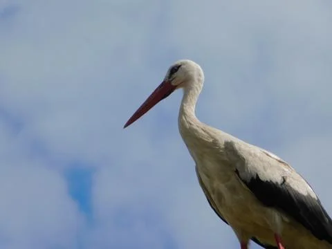 White stork Stock Photos