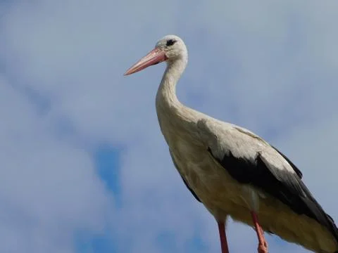 White stork Stock Photos