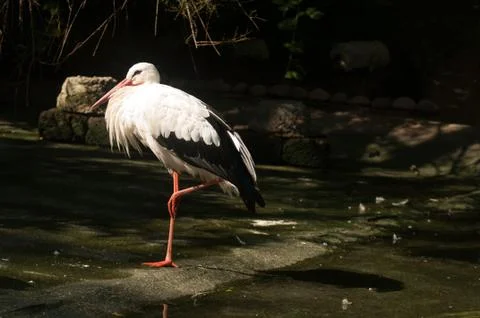 White stork Stock Photos