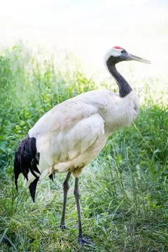 White stork Stock Photos