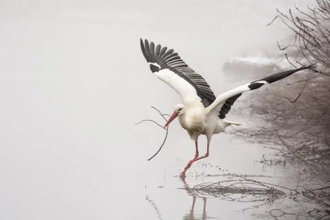 White stork Stock Photos