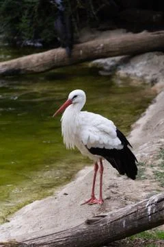 White stork Stock Photos