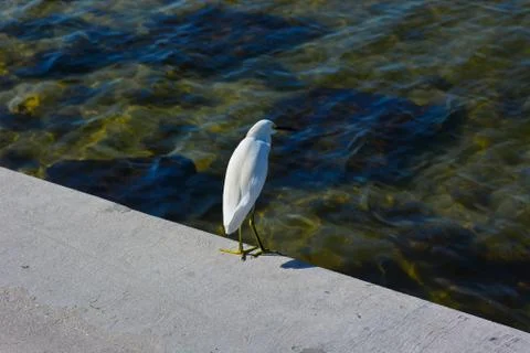 A White Stork Stock Photos