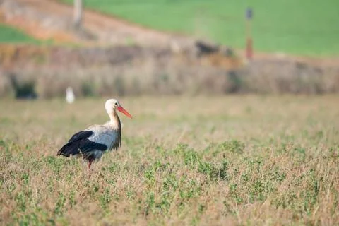 White stork Photos