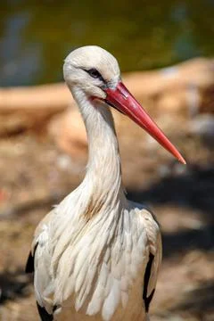 White stork Stock Photos