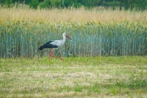 White stork Stock-Fotos