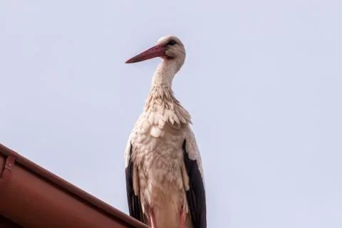 White stork 스톡 사진