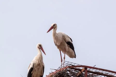 White stork Stock Photos