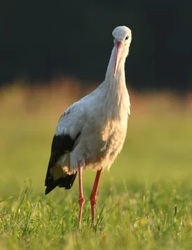 White stork Stock Photos