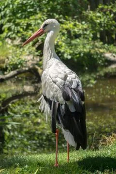 White stork 写真素材