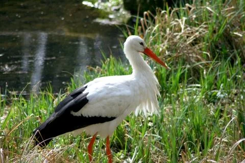 White Stork Stock Photos