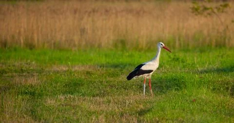 White stork Stock Photos