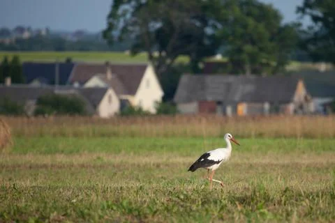 White stork Foto stock
