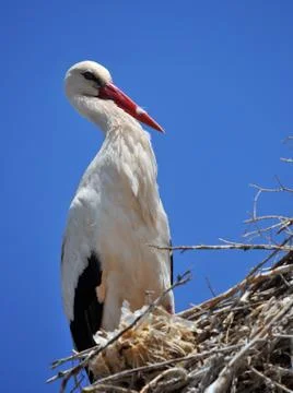 White stork Foto stock