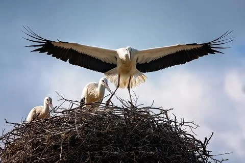 White stork Stock Photos