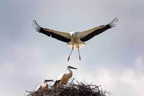 White stork Stock Photos