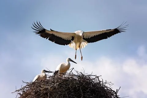 White stork Stock Photos