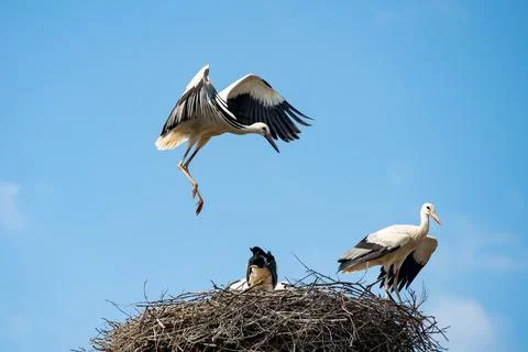 White stork Stock Photos