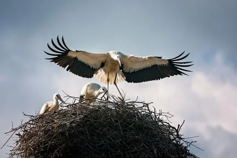 White stork Stock Photos