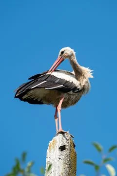 White stork Stock Photos