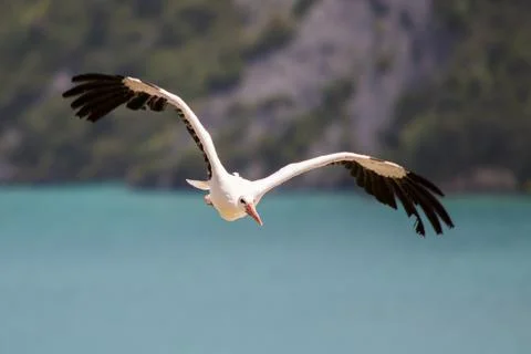 White stork Stock Photos