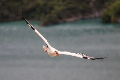 White stork Stock Photos
