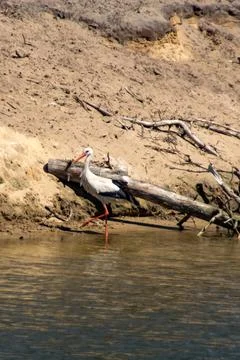 White stork Stock Photos