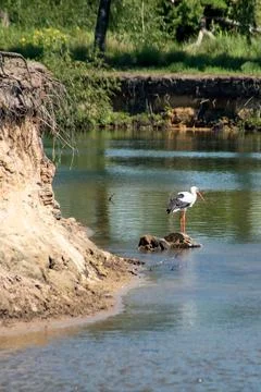 White stork Stock-Fotos