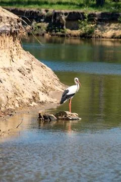 White stork Stock Photos