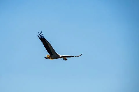 White stork Stock Photos