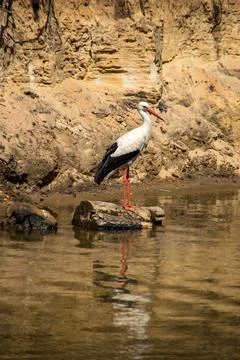 White stork Stock-Fotos