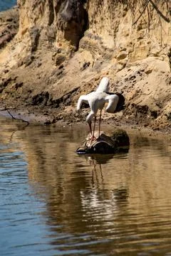 White stork Stock Photos