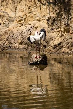 White stork Stock Photos