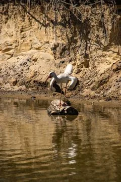 White stork Stock Photos