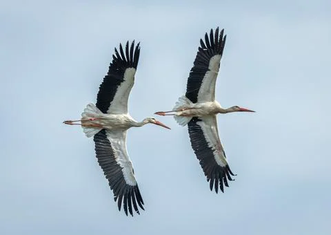 White stork Stock-Fotos