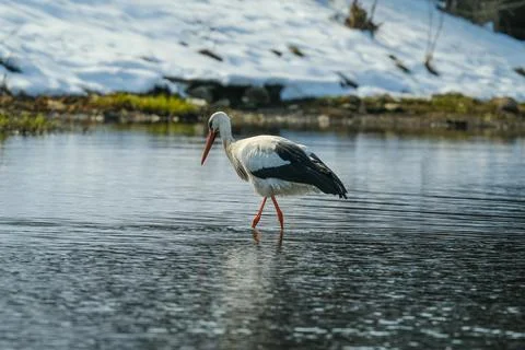 White stork Stock Photos