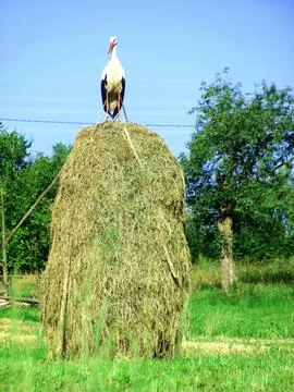 White stork Stock Photos