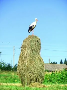 White stork Stock Photos