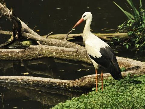 White Stork Stock Photos