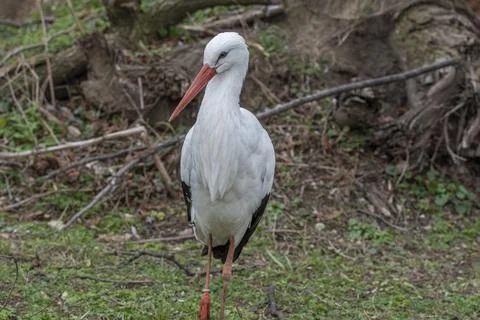 White stork Stock Photos