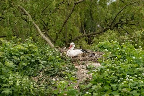 White stork Foto stock
