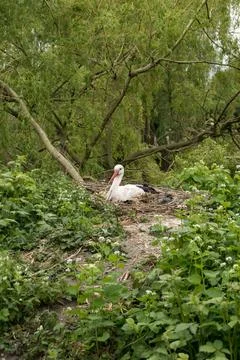 White stork Stock-Fotos